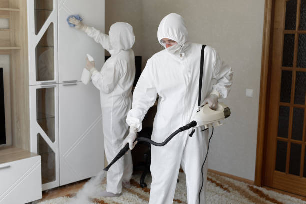 Best Basement Mold Removal  in Pacheco, CA